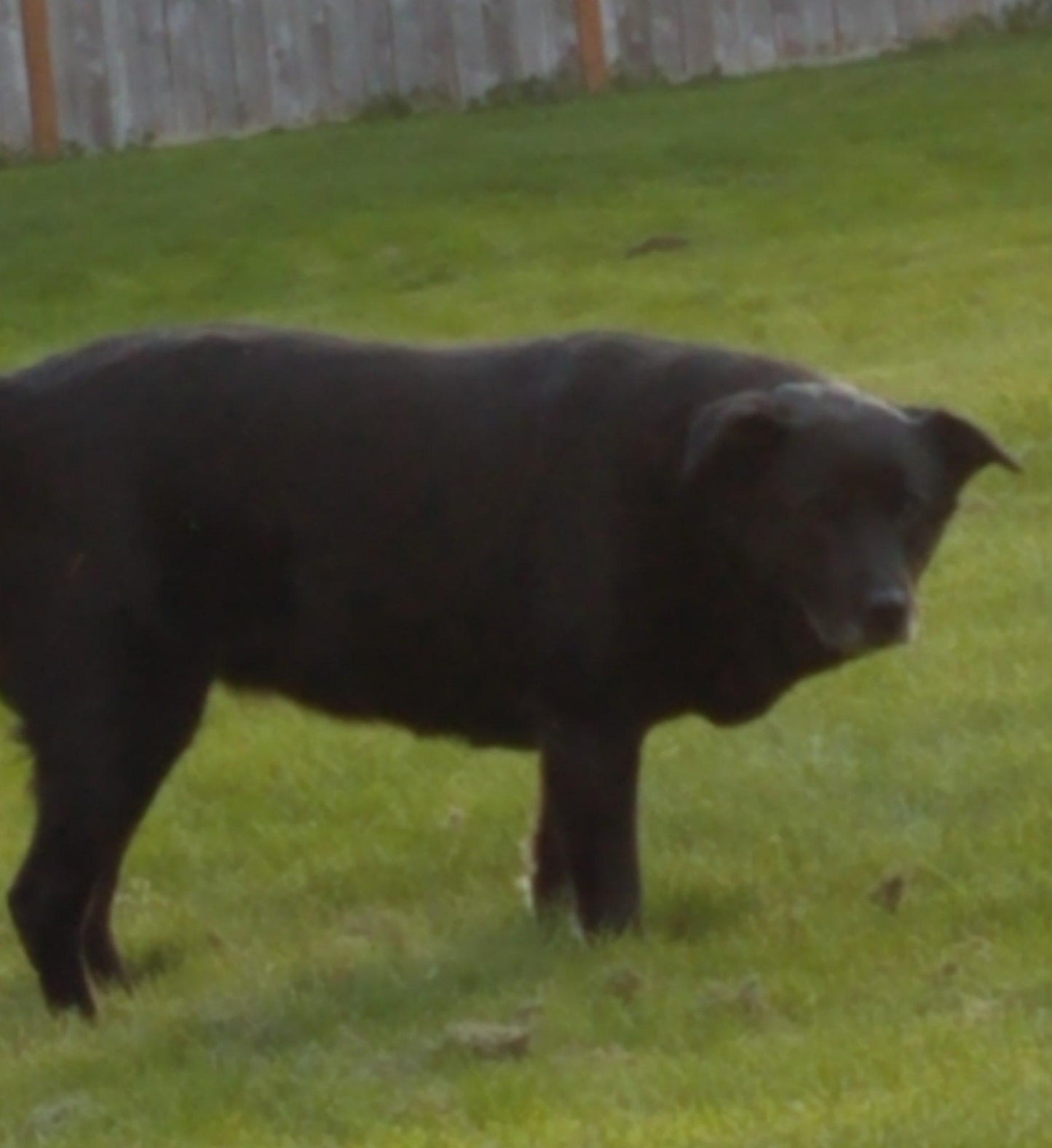 Custom Colored Pet Portrait