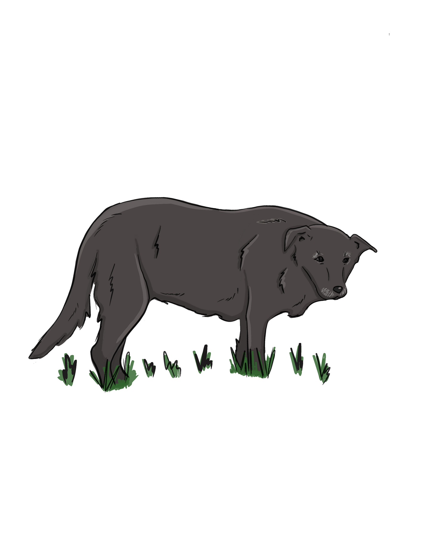 Custom Colored Pet Portrait