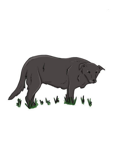 Custom Colored Pet Portrait