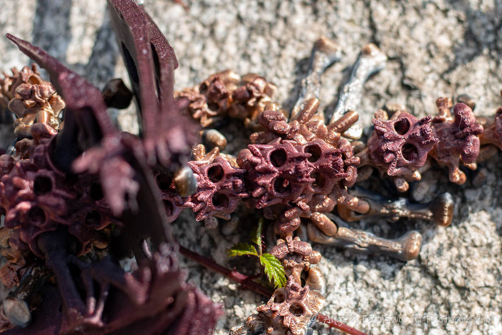 3D Printed Hallow Dragon Wings